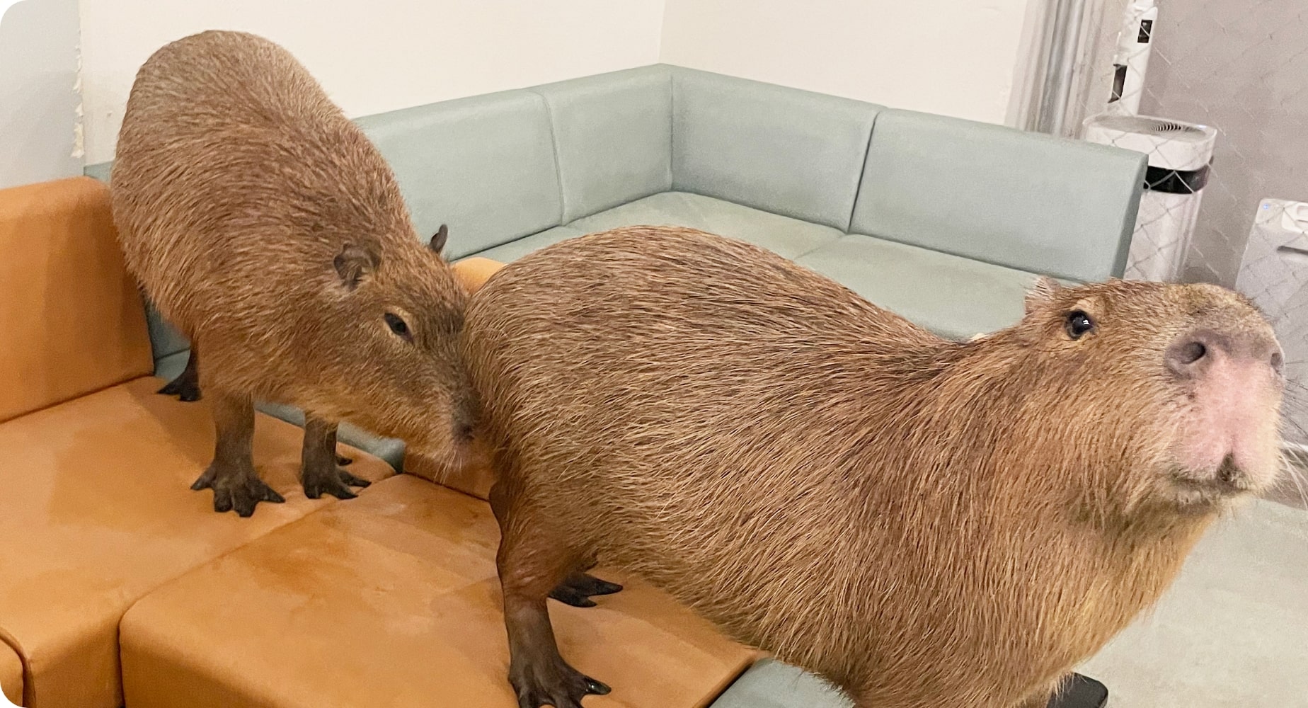 カピバラ「琥珀」と「ぴすけ」の紹介- cafe capyba カピバラカフェ