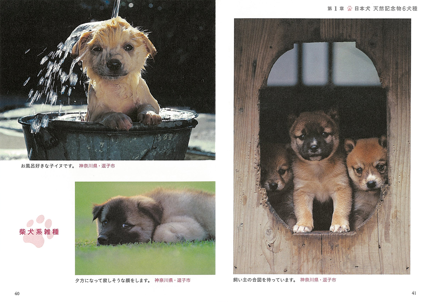 写真文庫『いぬ』 | 株式会社クレヴィス