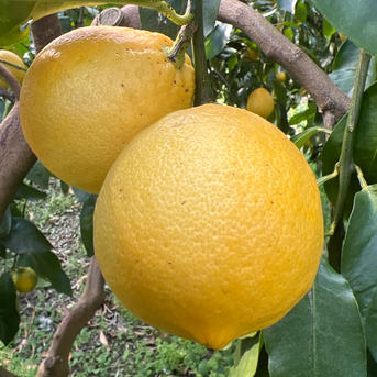 白木果樹園産(国産)ベルガモット 約1kg約7〜12個 | 果物/オレンジ