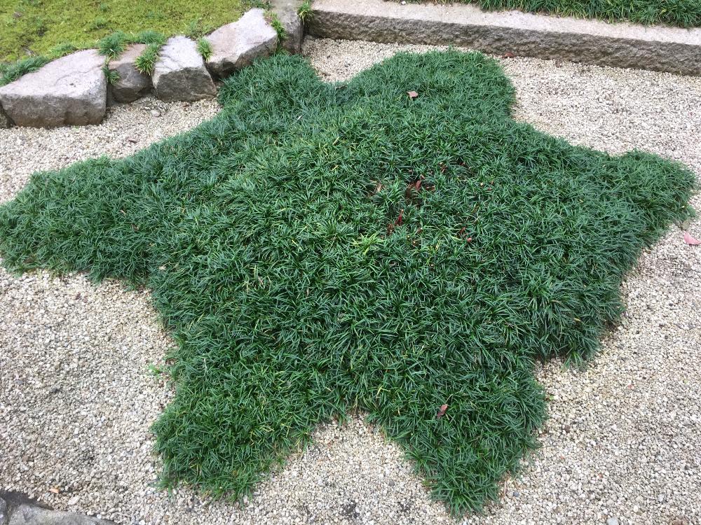 龍の髭(リュウノヒゲ)の庭への植え方とは？どんな花や実がつく