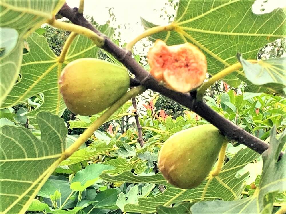 イチジクの挿し木｜適した時期や発根の日数は？実がなるまで何年