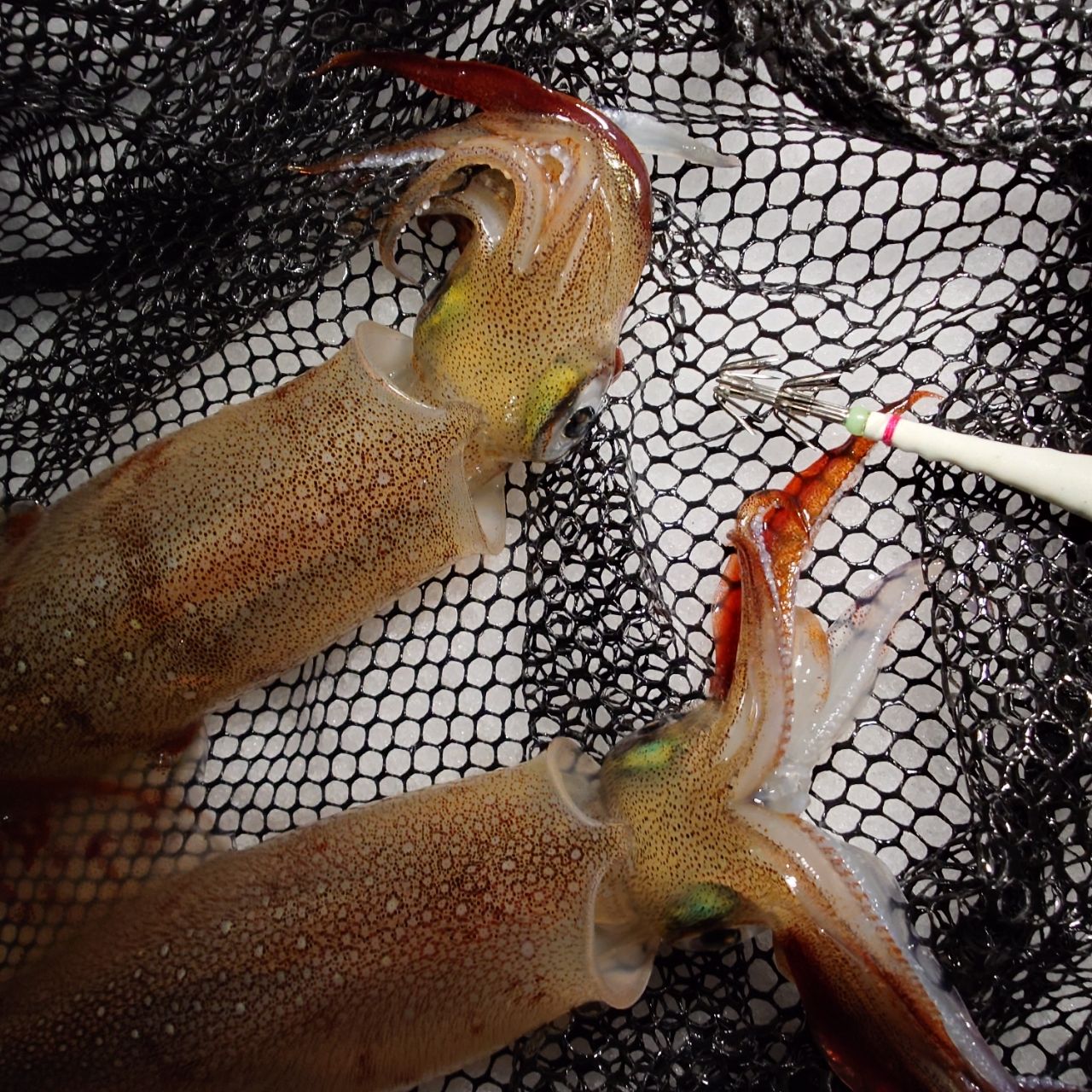 DAIWA 21ラブラックス AGS 100Mの最安値・インプレ・釣果 | 本音の