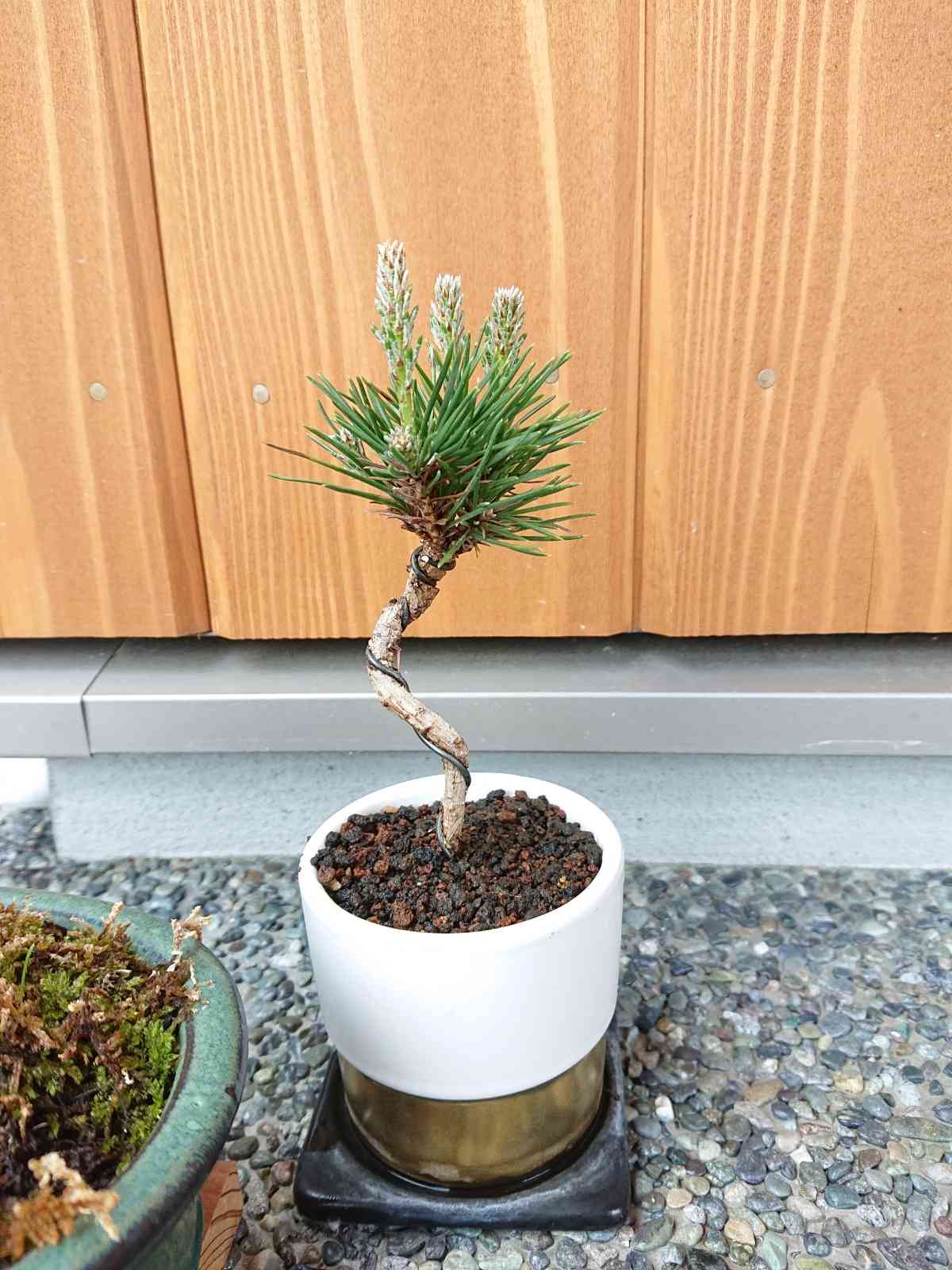 黒松 盆栽｜🍀GreenSnap（グリーンスナップ）