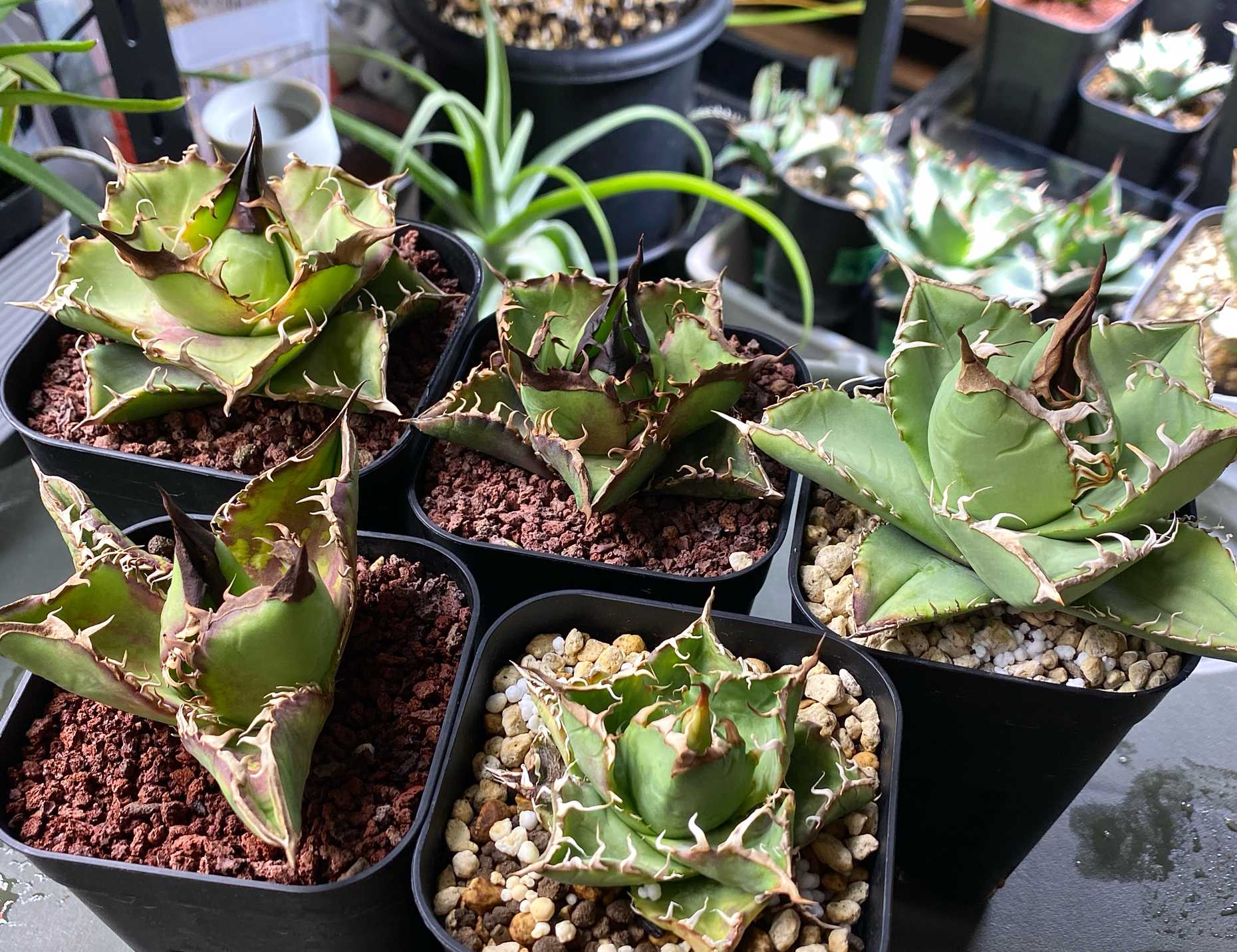 子株出品】アガベ オテロイ 実生選抜カキコ① ※4枚目 一株限定！初出し