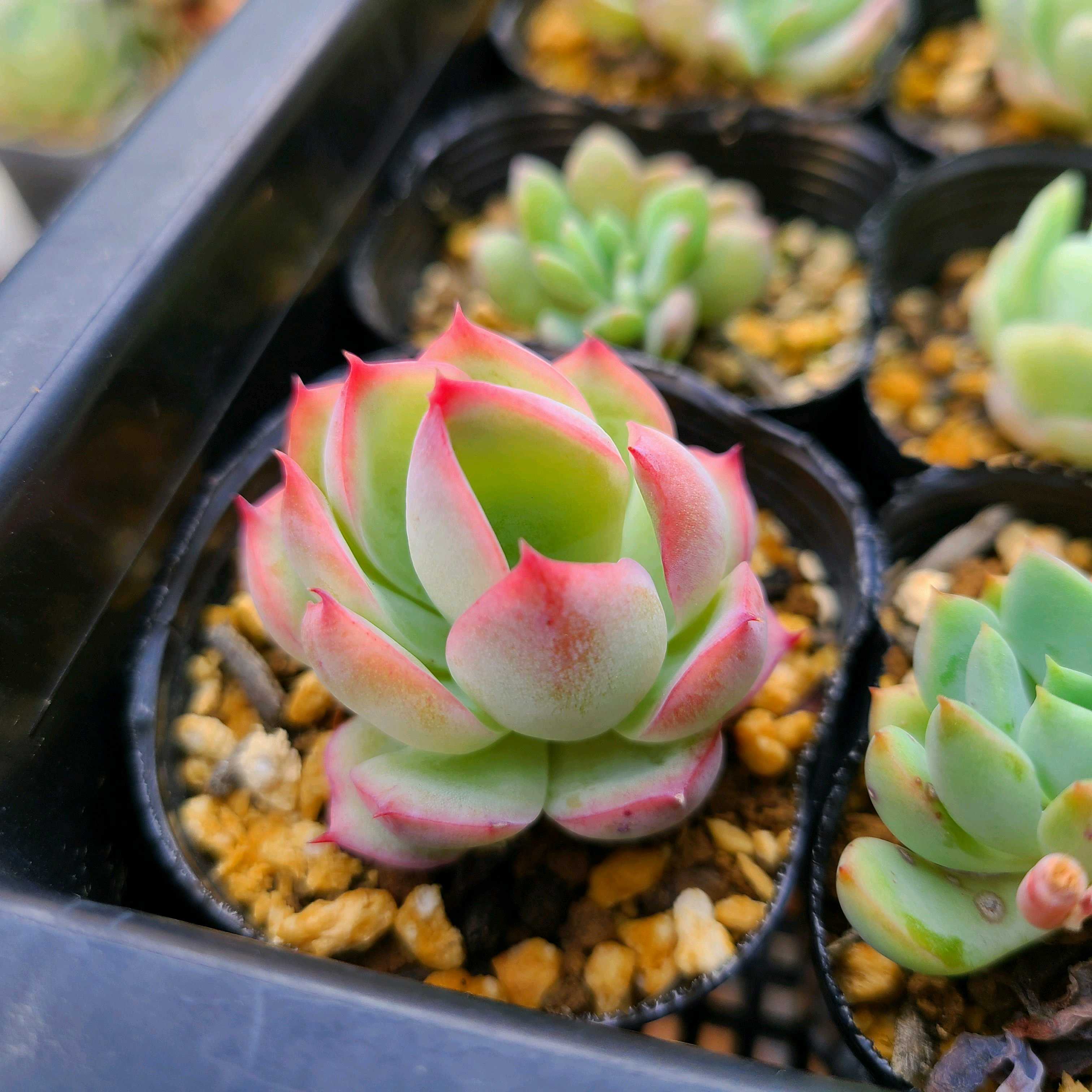 シルエットの成長記録💕💕｜🍀GreenSnap（グリーンスナップ）