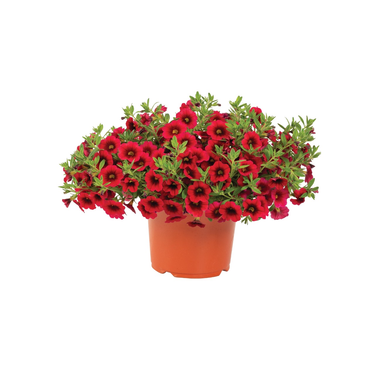 Bloomtastic Cherry - Products - Dümmen Orange