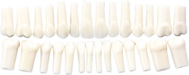 実習用単根永久歯模型 A5-500 28歯セット｜オンラインカタログ