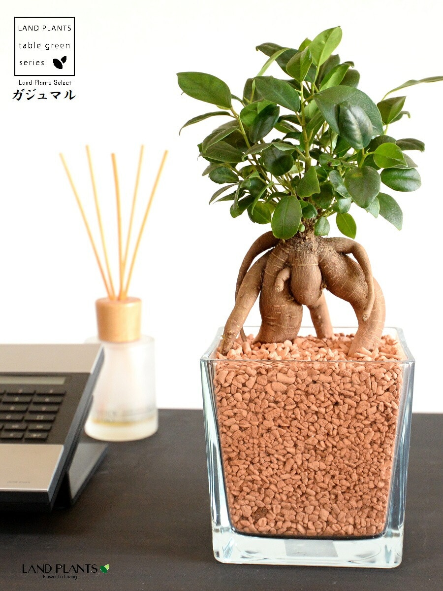 dショッピング |【水耕栽培】 がじゅまる（幹太）スクエア型 ガラス