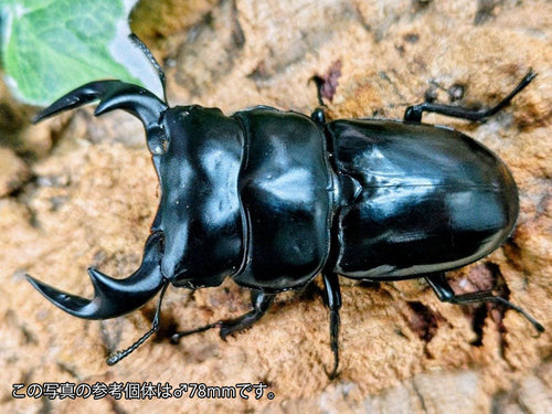 アンタエウスオオクワガタ – クワガタムシ・カブトムシ昆虫専門店COLORS