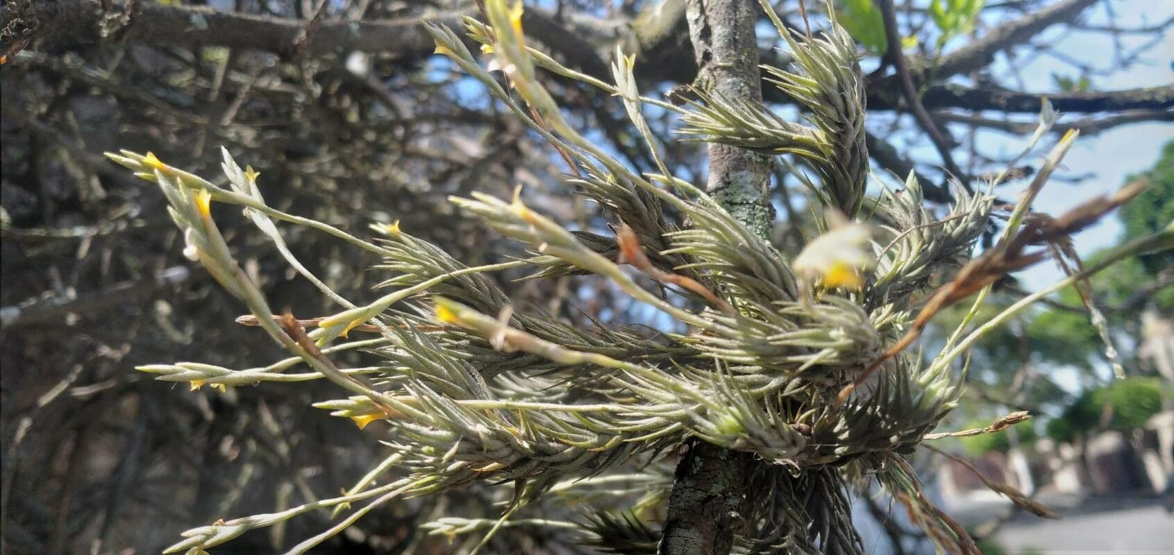 How To Grow Tillandsia tricholepis | EarthOne