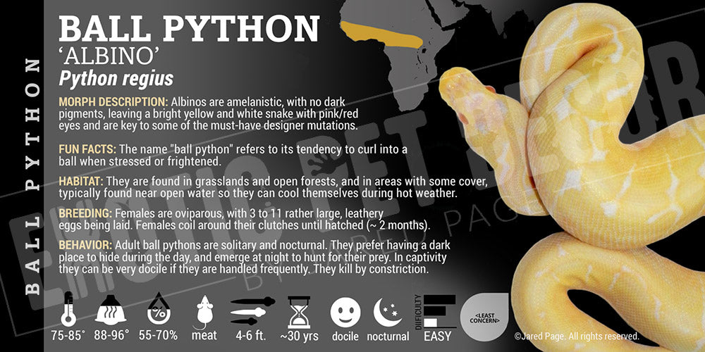 Python regius 'Ball' Python Cards and Enclosure Labels – Exotic