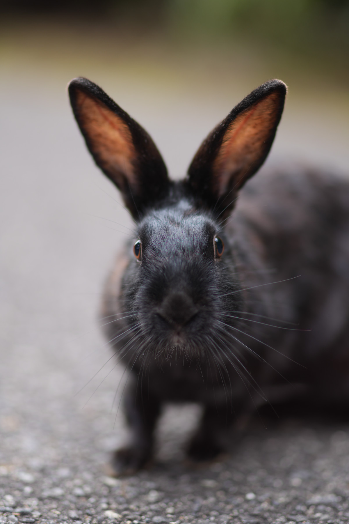 うさぎ島2025 | Flangeback.net