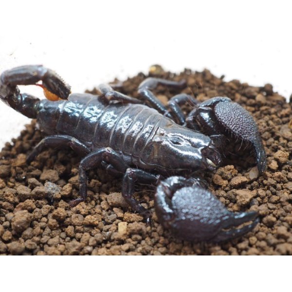 □ダイオウサソリ No.11 - from SCRATCH