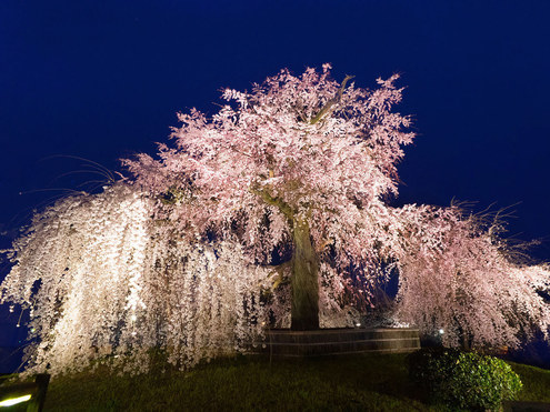 佐野藤右衛門2023桜守: 京都♾KYOTO old and new
